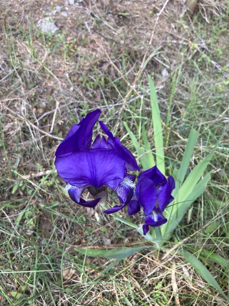 Sweet Iris photo 2