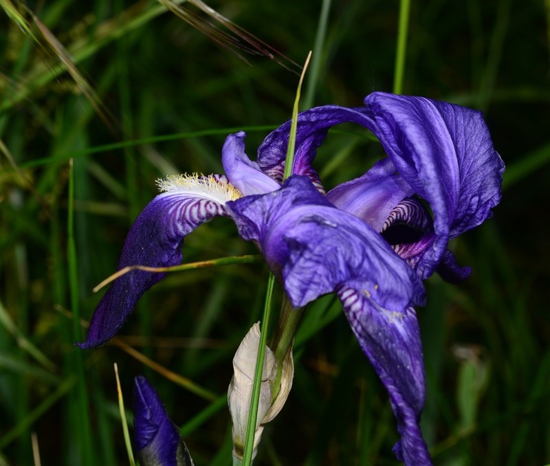 Sweet Iris photo 3