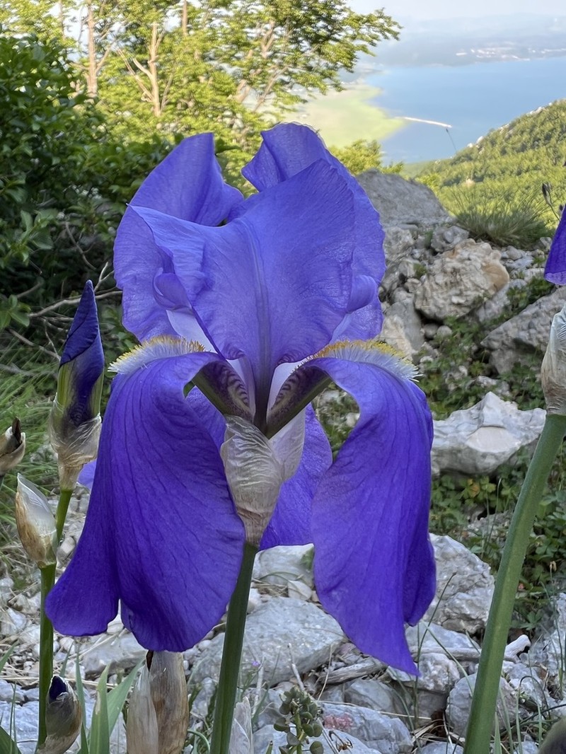 Sweet Iris photo 4