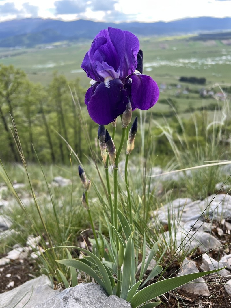 Sweet Iris photo 5