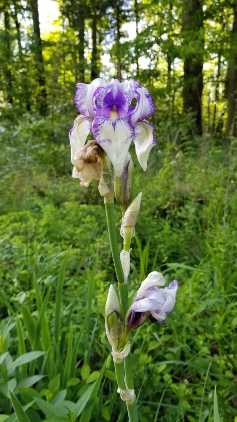 Sweet Iris photo 6