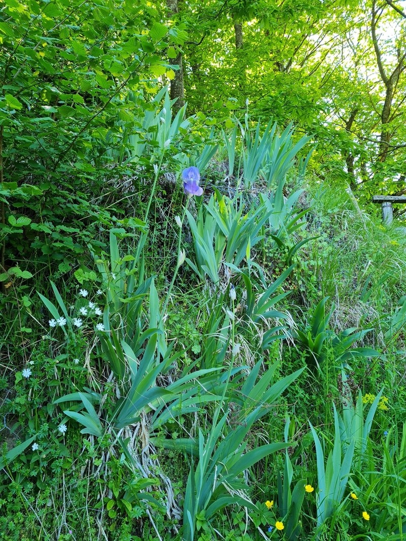 Sweet Iris photo 7