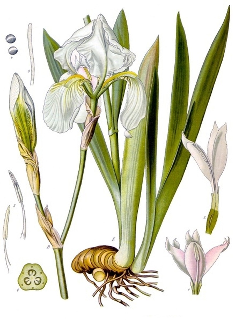 Sweet Iris photo 3