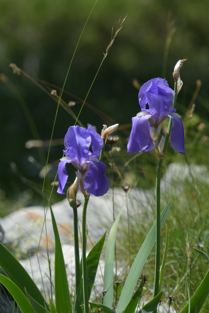 Sweet Iris photo 5