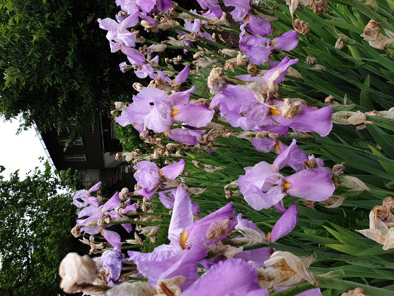 Sweet Iris photo 6