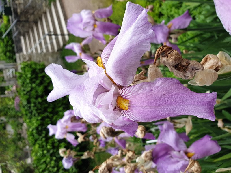 Sweet Iris photo 7