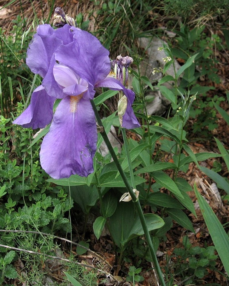 Iris pallida subsp. cengialti