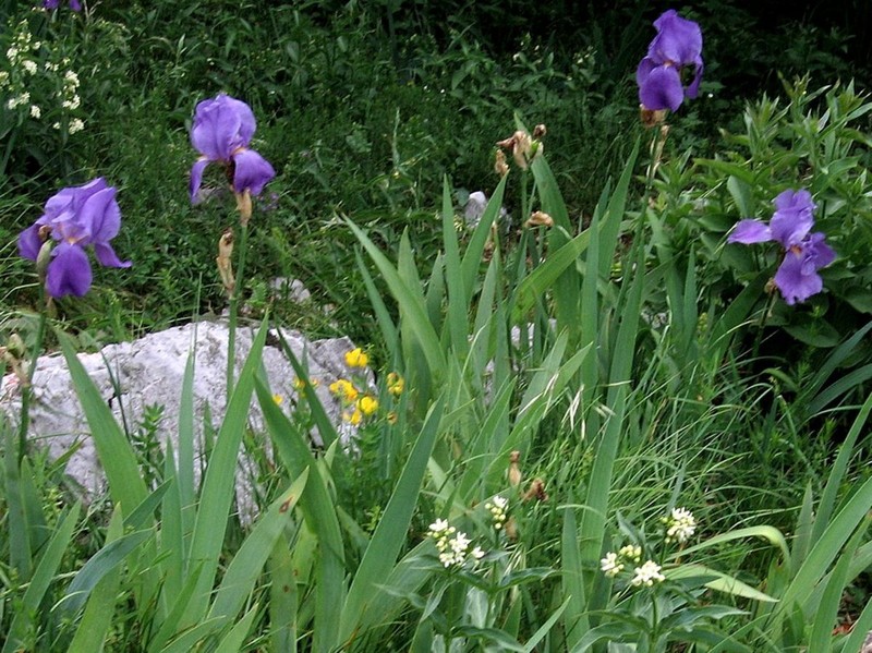 Iris pallida subsp. cengialti photo 2