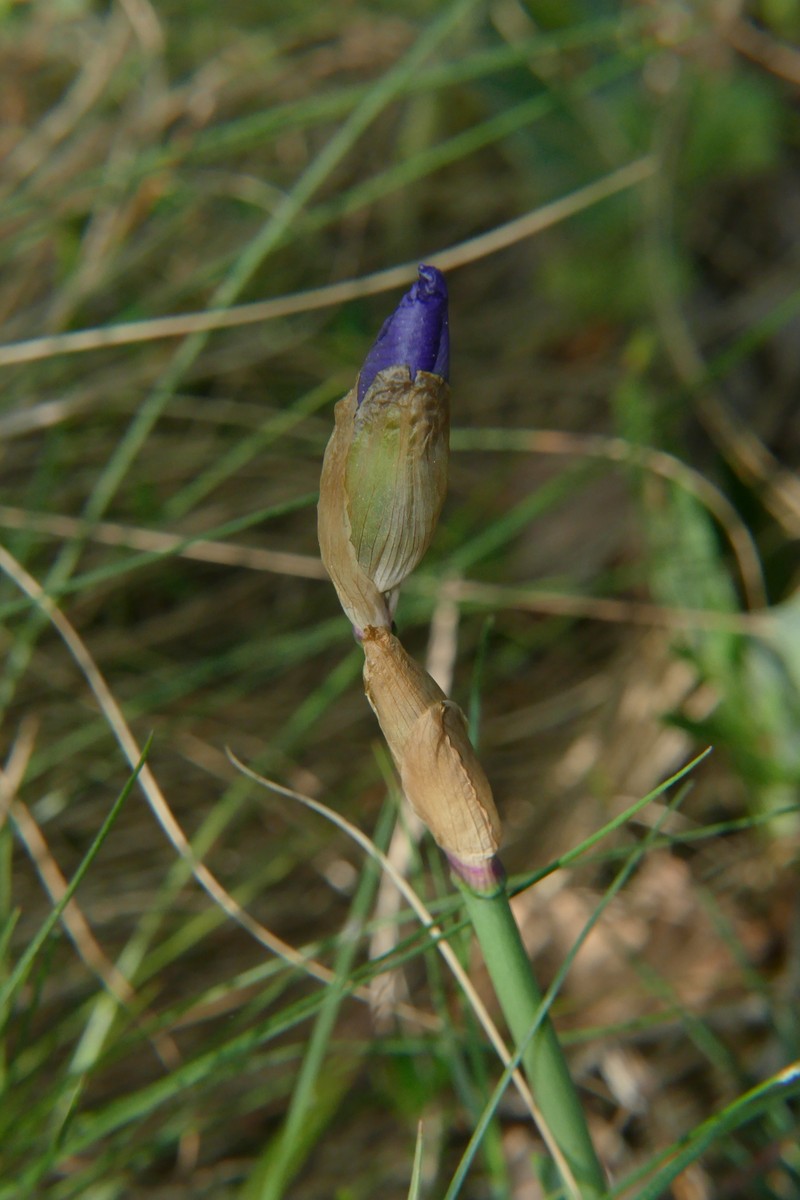 Iris pallida subsp. cengialti photo 3