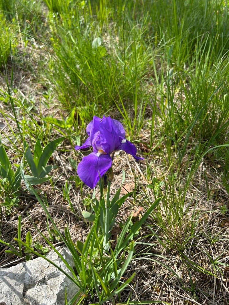 Iris pallida subsp. cengialti photo 4