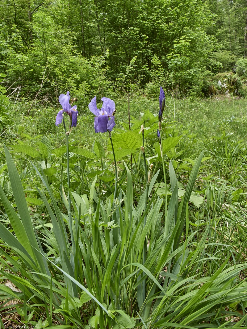 Iris pallida subsp. cengialti photo 5
