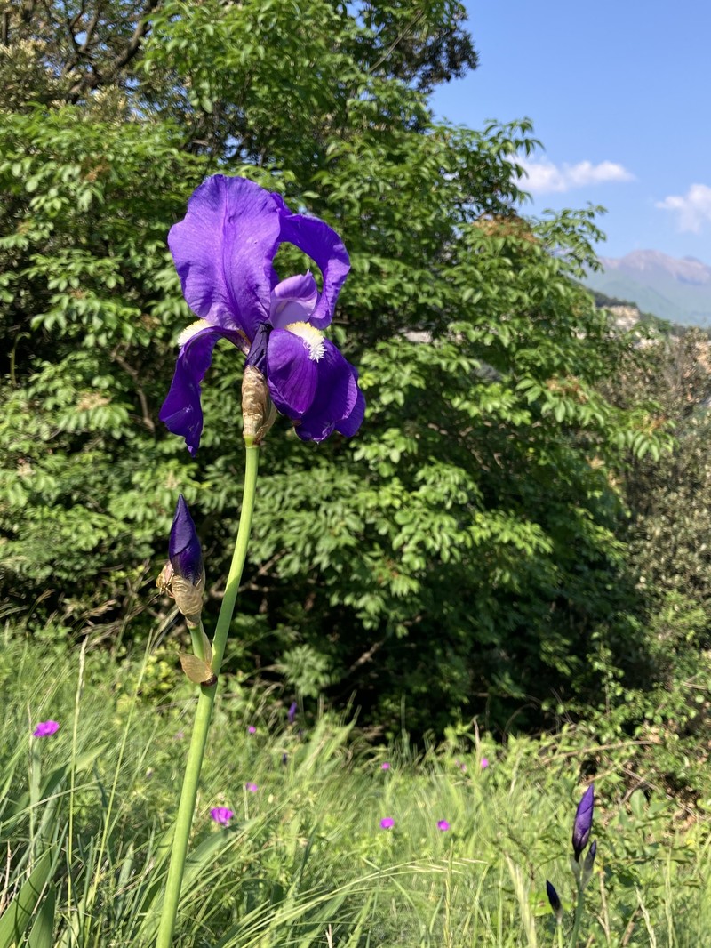 Iris pallida subsp. cengialti photo 6