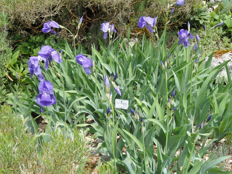 Iris pallida subsp. cengialti photo 7
