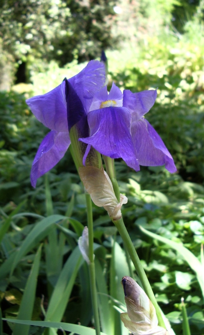 Iris pallida subsp. illyrica