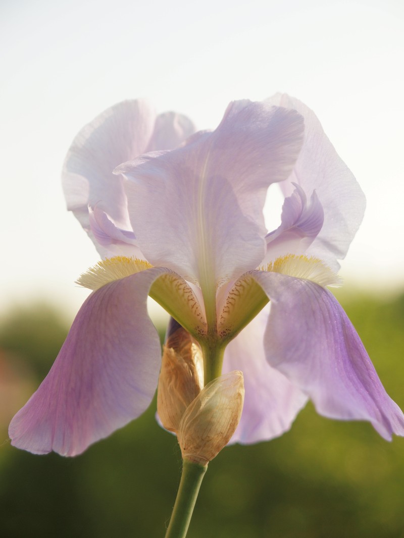 Iris pallida subsp. illyrica photo 2