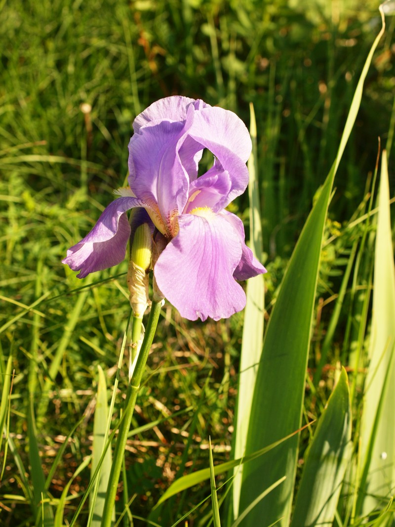 Iris pallida subsp. illyrica photo 4
