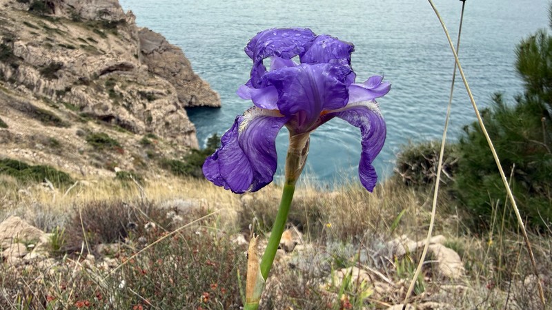 Iris pallida subsp. illyrica photo 5