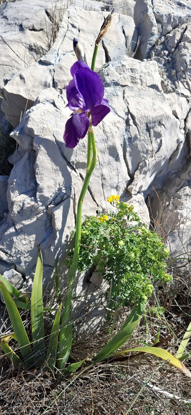 Iris pallida subsp. illyrica photo 6