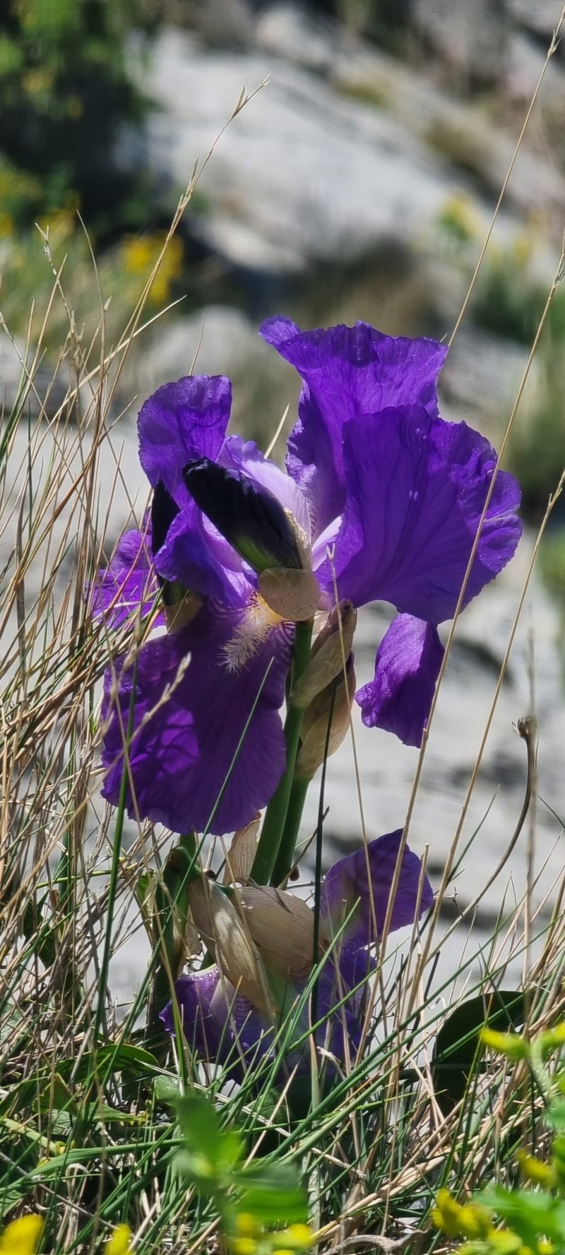 Iris pallida subsp. illyrica photo 7