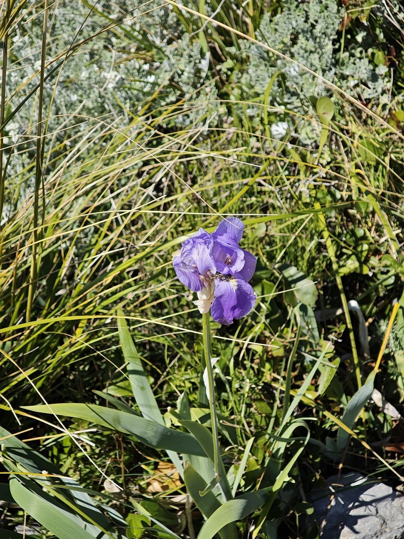 Iris pallida subsp. pallida