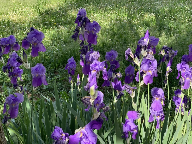 Iris pallida subsp. pallida photo 2