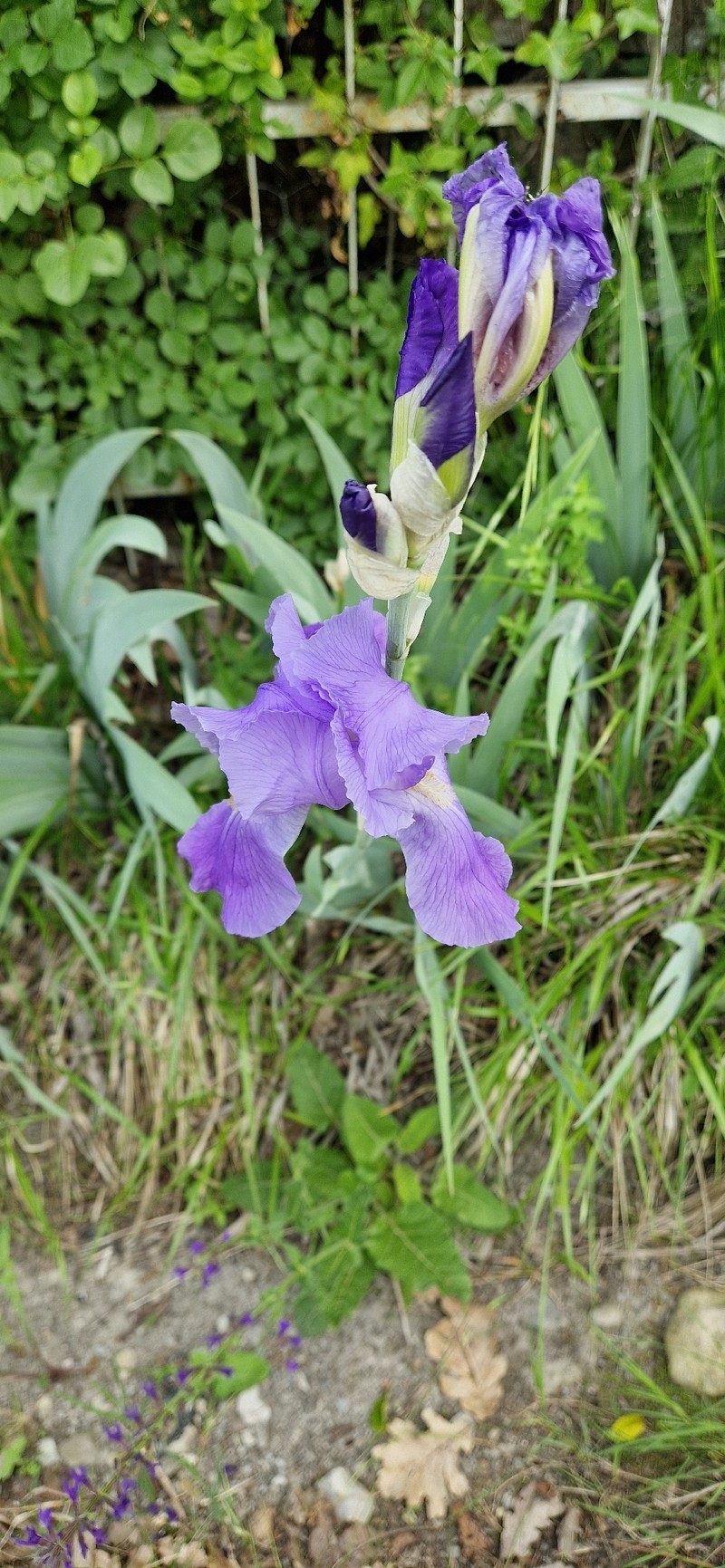 Iris pallida subsp. pallida photo 3