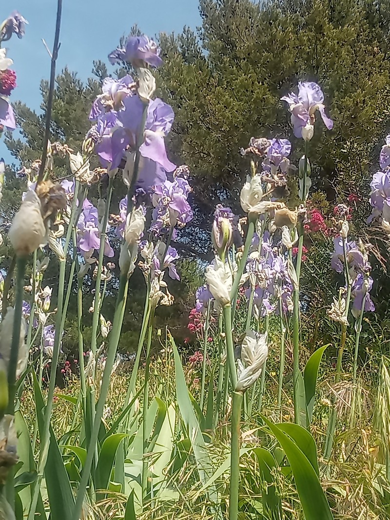 Iris pallida subsp. pallida photo 4