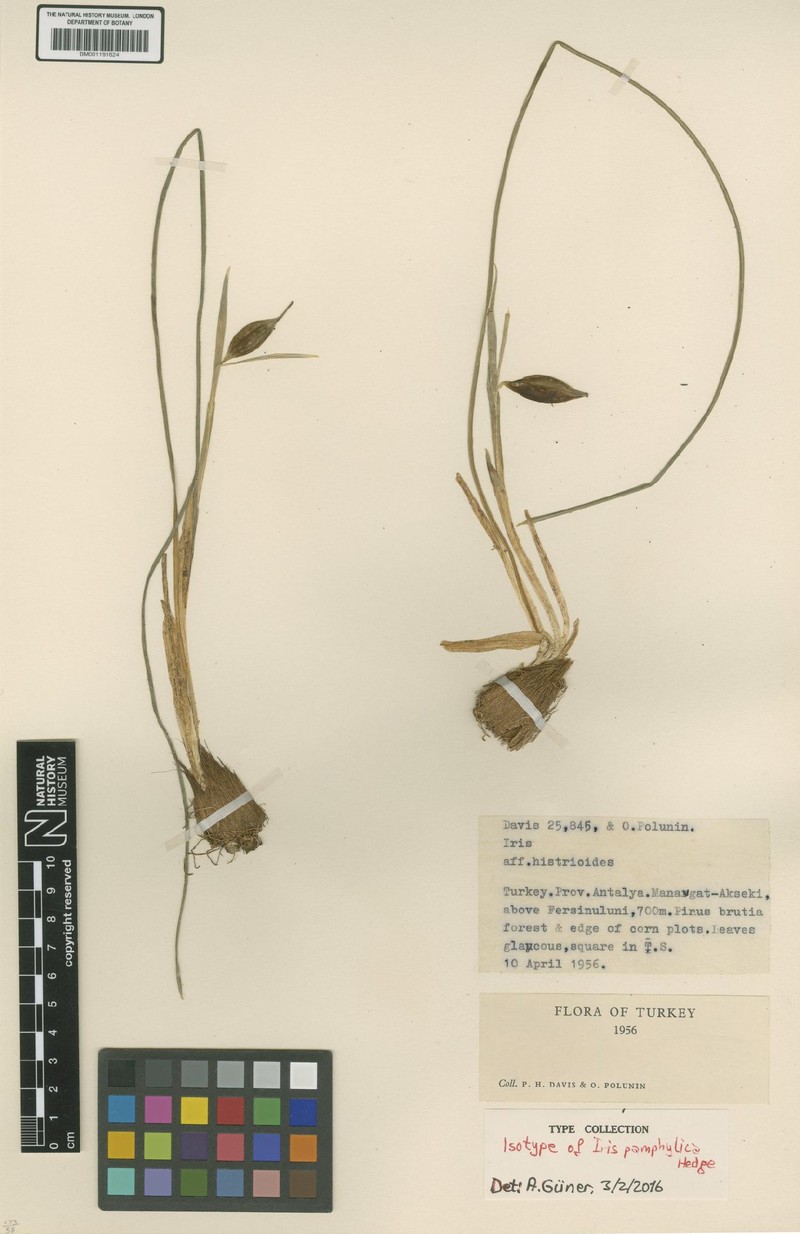 Iris pamphylica