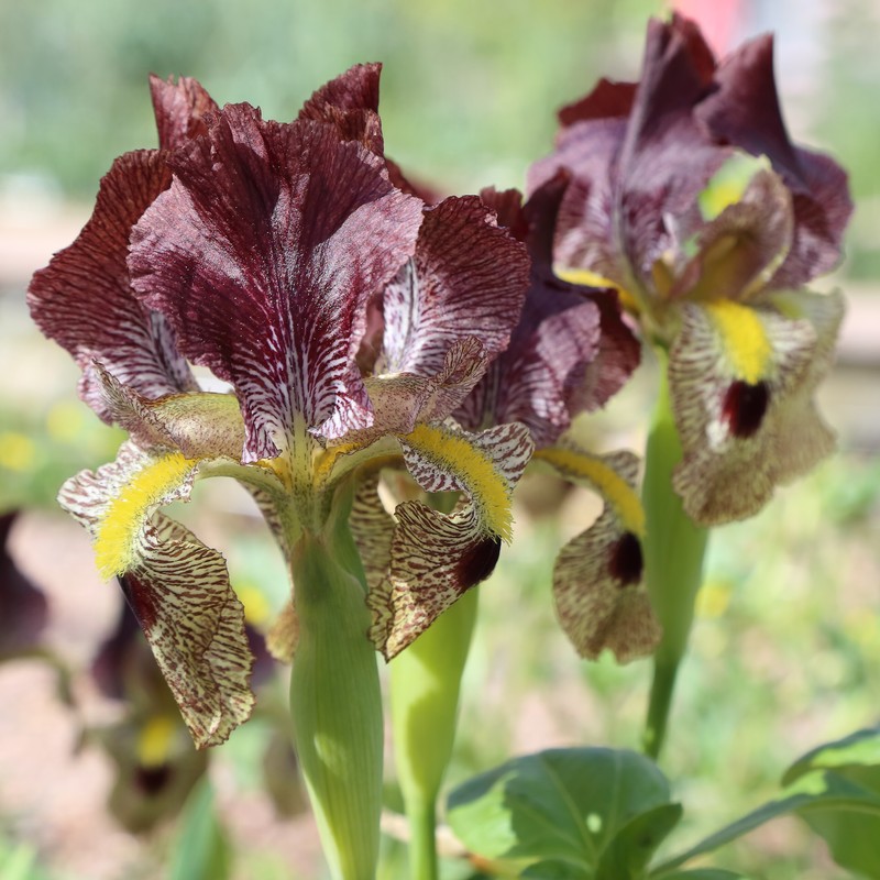 Iris paradoxa