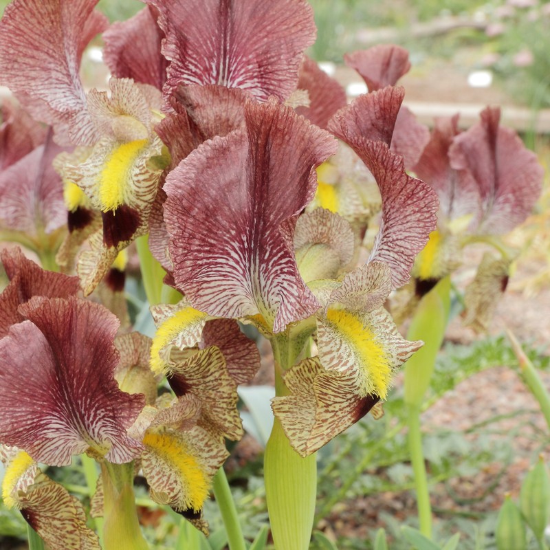 Iris paradoxa photo 2