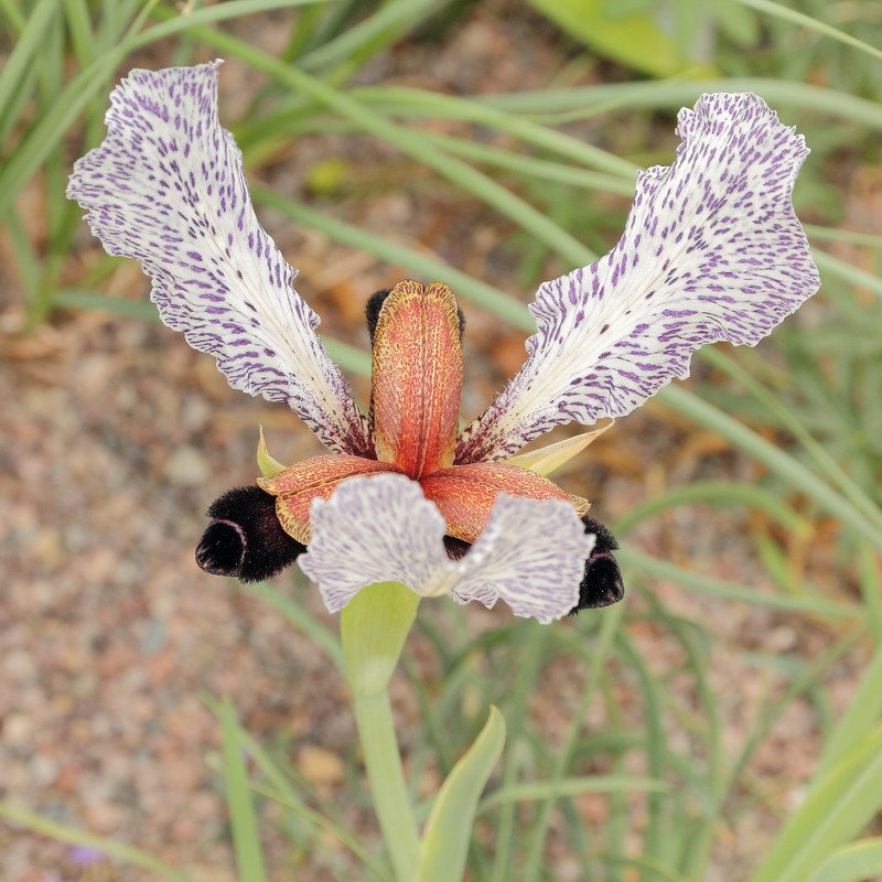 Iris paradoxa photo 3