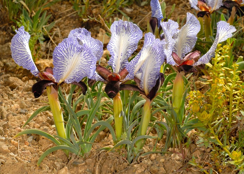 Iris paradoxa photo 4