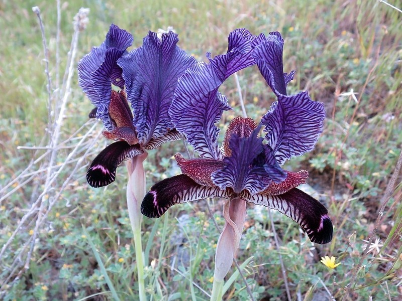 Iris paradoxa photo 5
