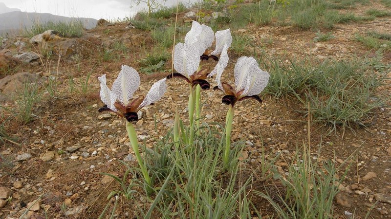Iris paradoxa photo 6