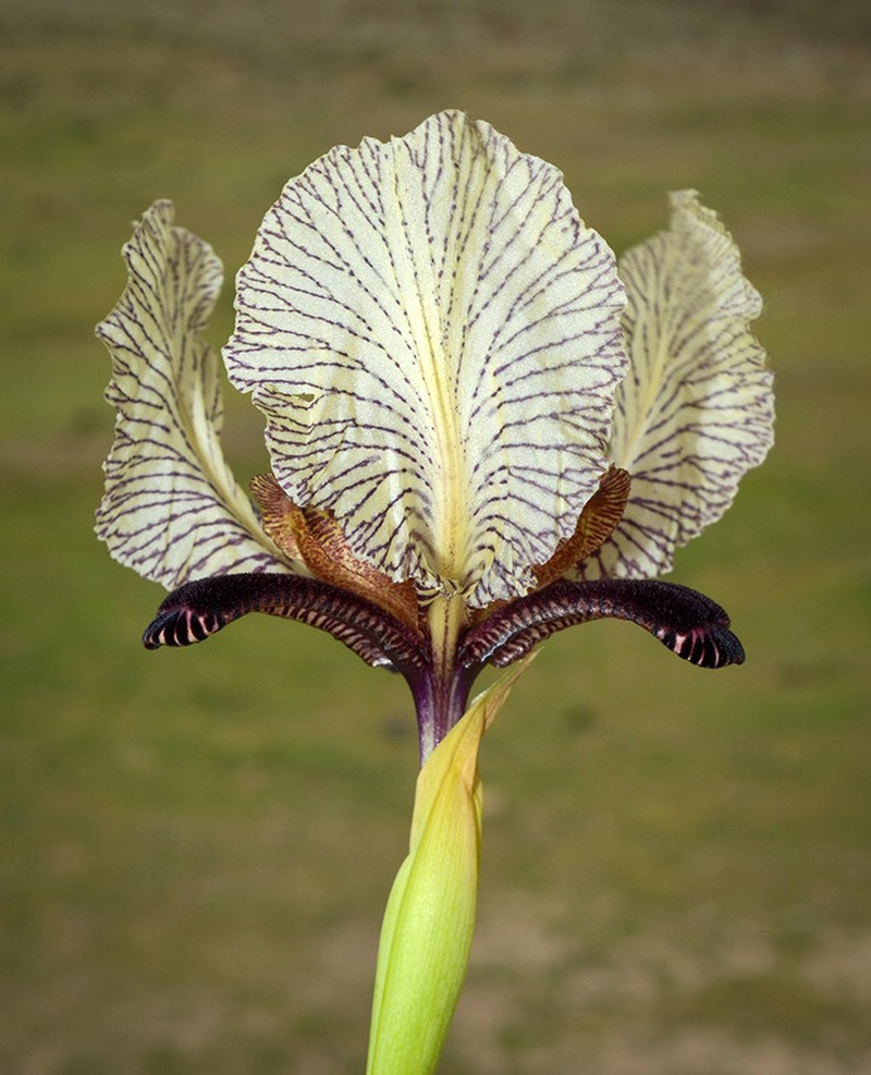 Iris paradoxa photo 7