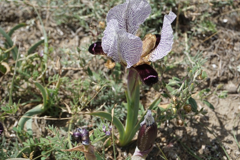 Iris paradoxa f. choschab photo 2