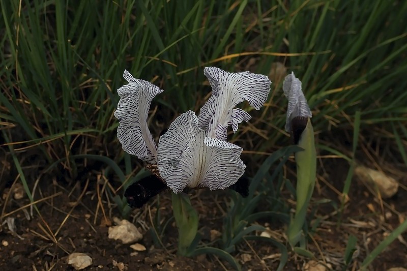 Iris paradoxa f. choschab photo 3