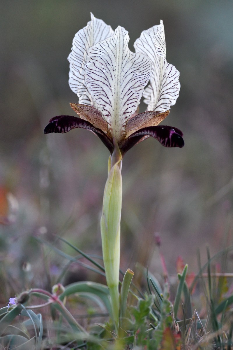 Iris paradoxa f. choschab photo 5
