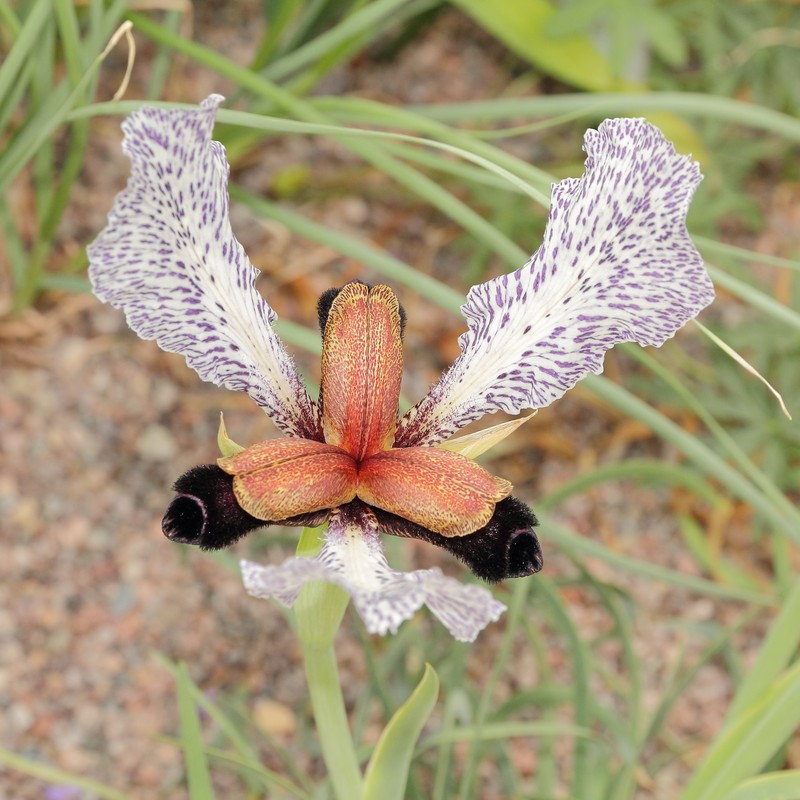 Iris paradoxa f. choschab
