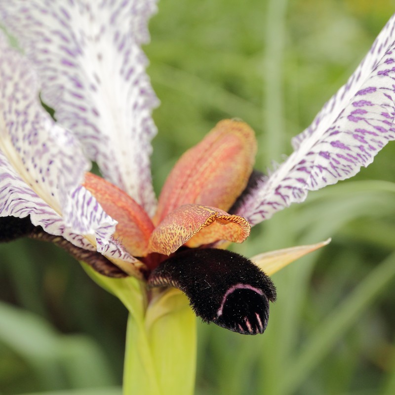 Iris paradoxa f. choschab photo 7