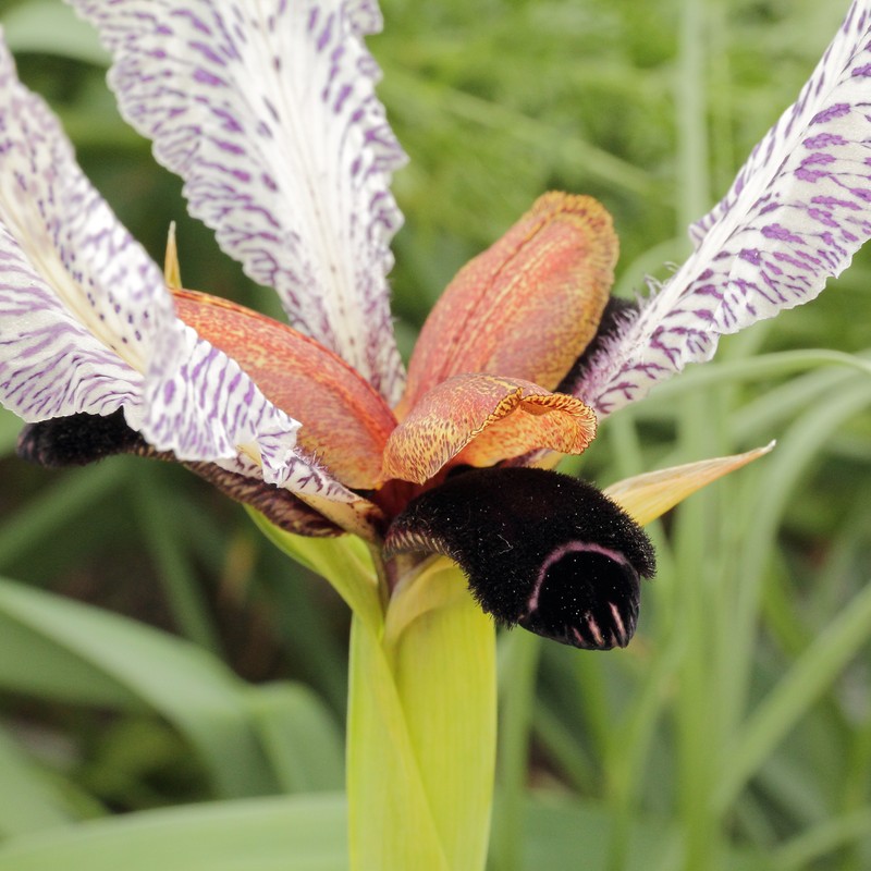 Iris paradoxa f. choschab photo 8