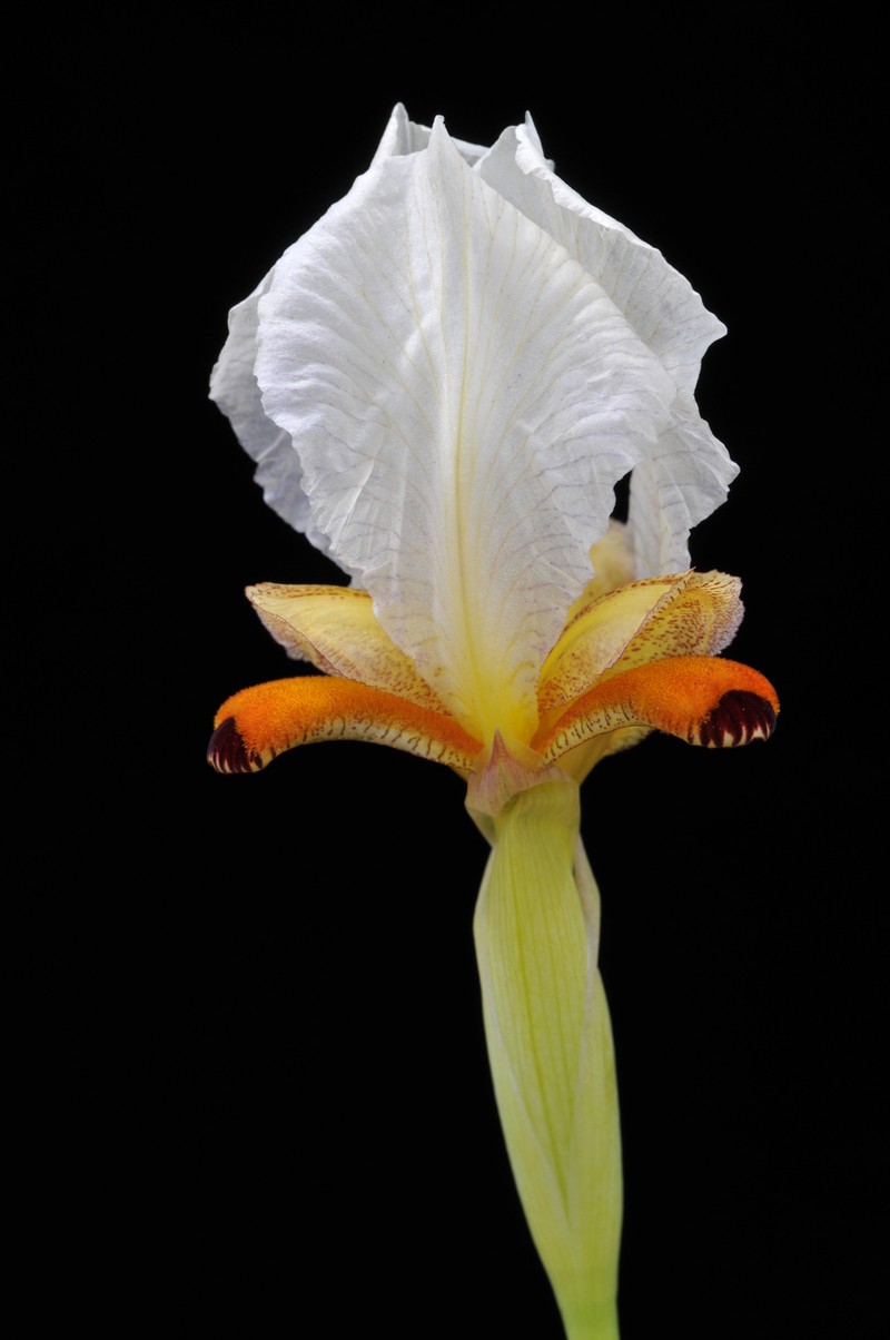Iris paradoxa f. mirabilis