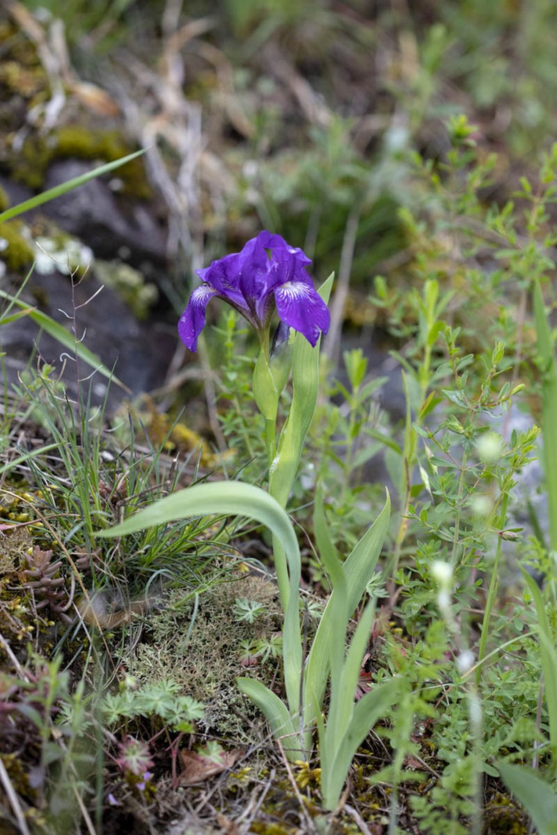 Iris perrieri