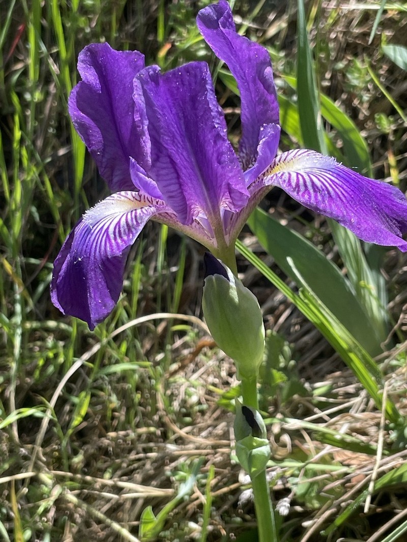 Iris perrieri photo 2