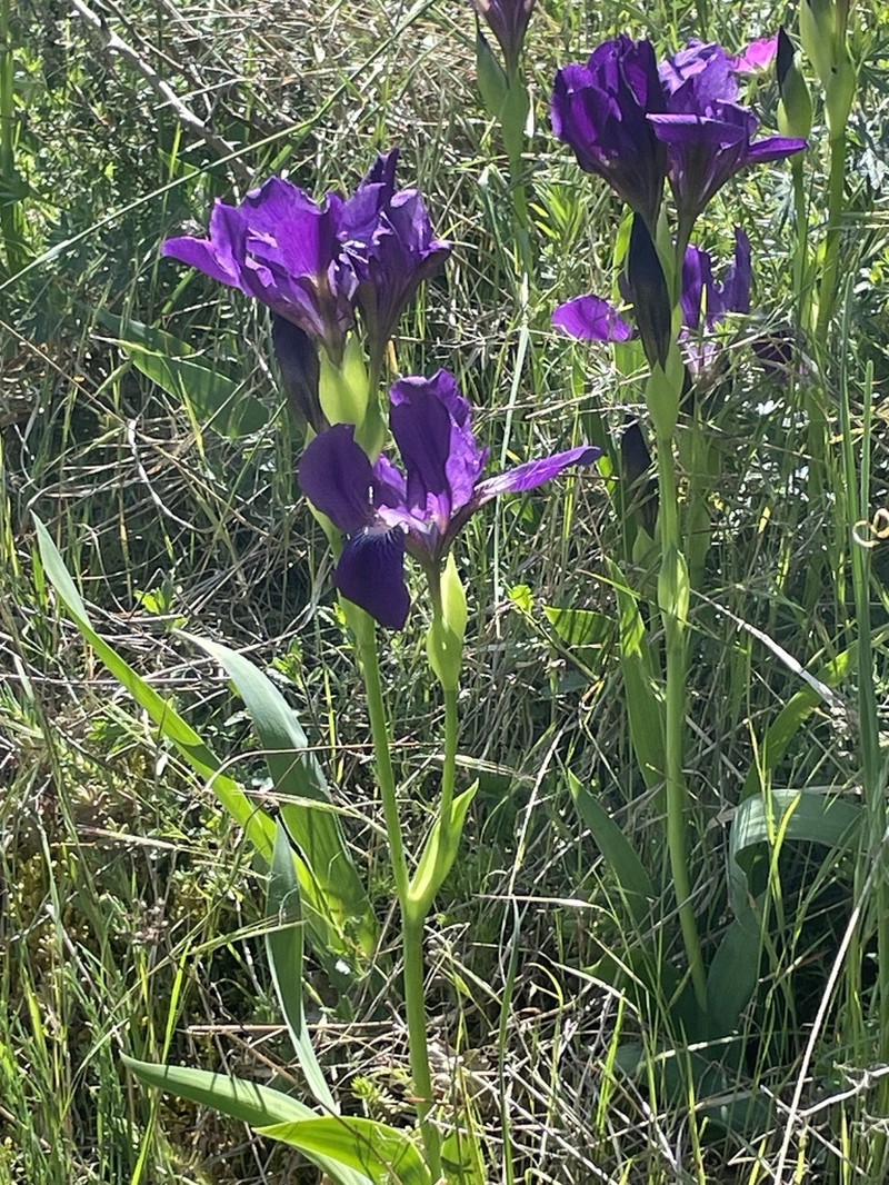 Iris perrieri photo 4