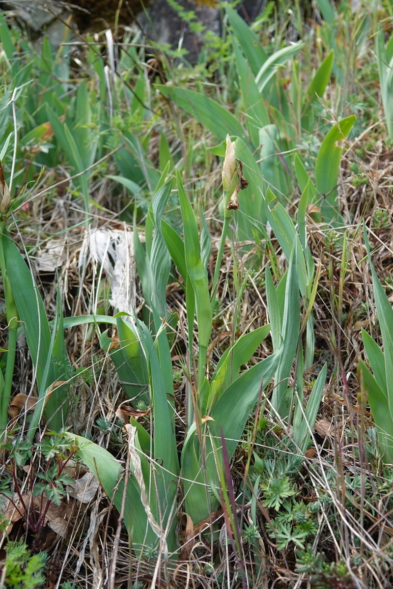Iris perrieri photo 5