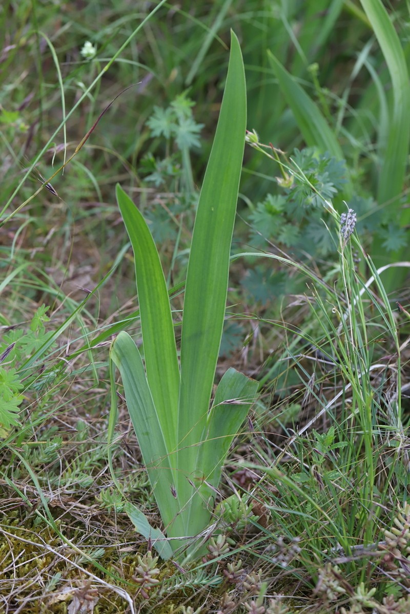 Iris perrieri photo 6
