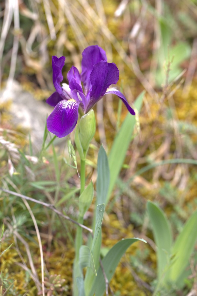 Iris perrieri photo 8