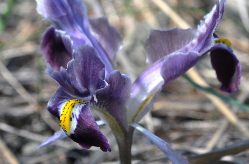 Iris persica photo 2