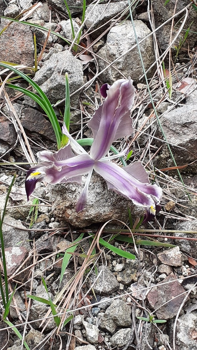 Iris persica photo 3